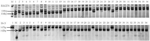 Photoperiod-insensitivity Hd1 allele and molecular marker and application thereof