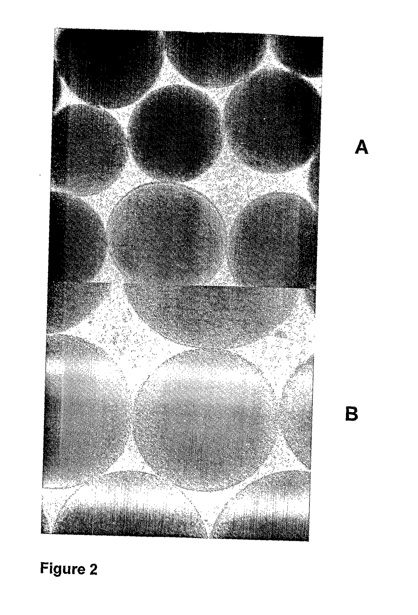 Cell And Enzyme Compositions For Modulating Bile Acids, Cholesterol and Triglycerides