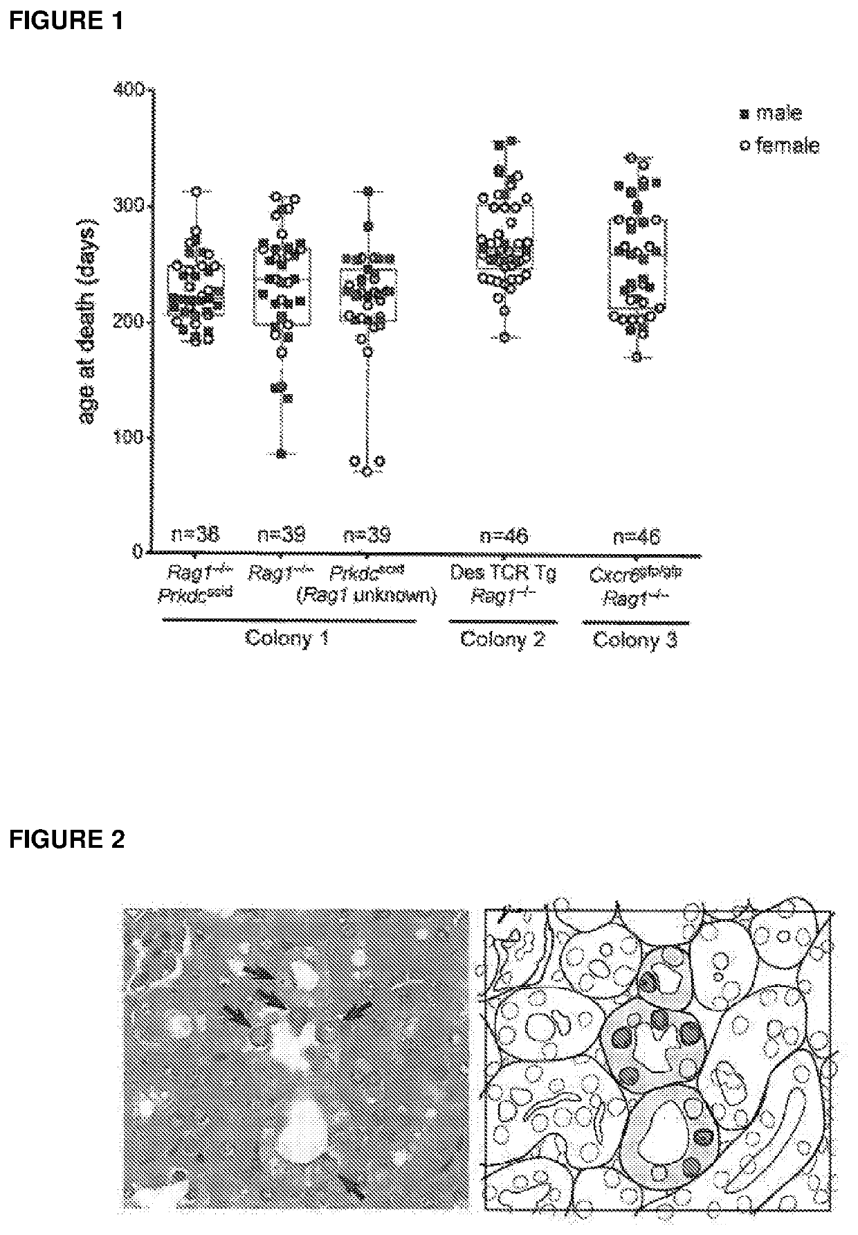 Murine parvovirus and uses thereof