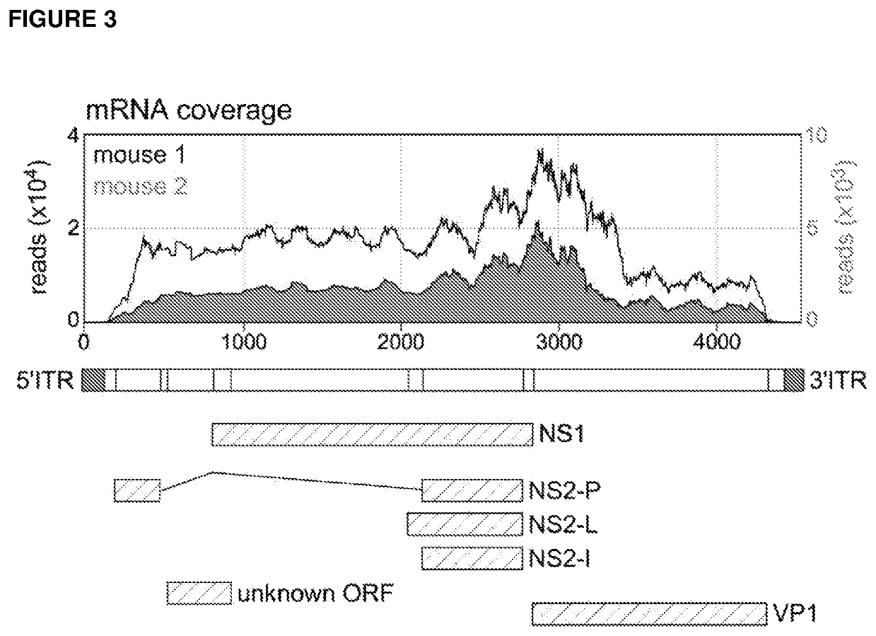 Murine parvovirus and uses thereof