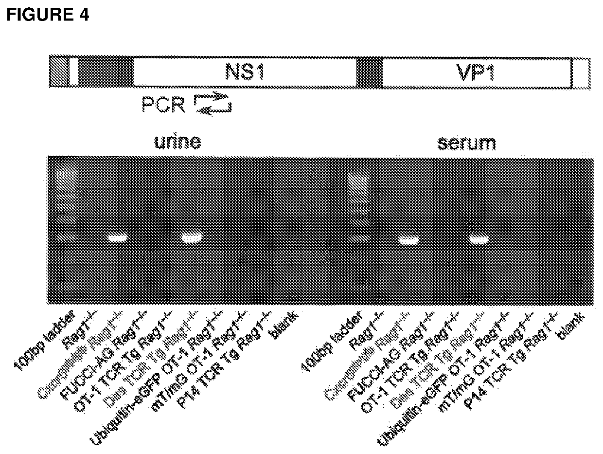 Murine parvovirus and uses thereof