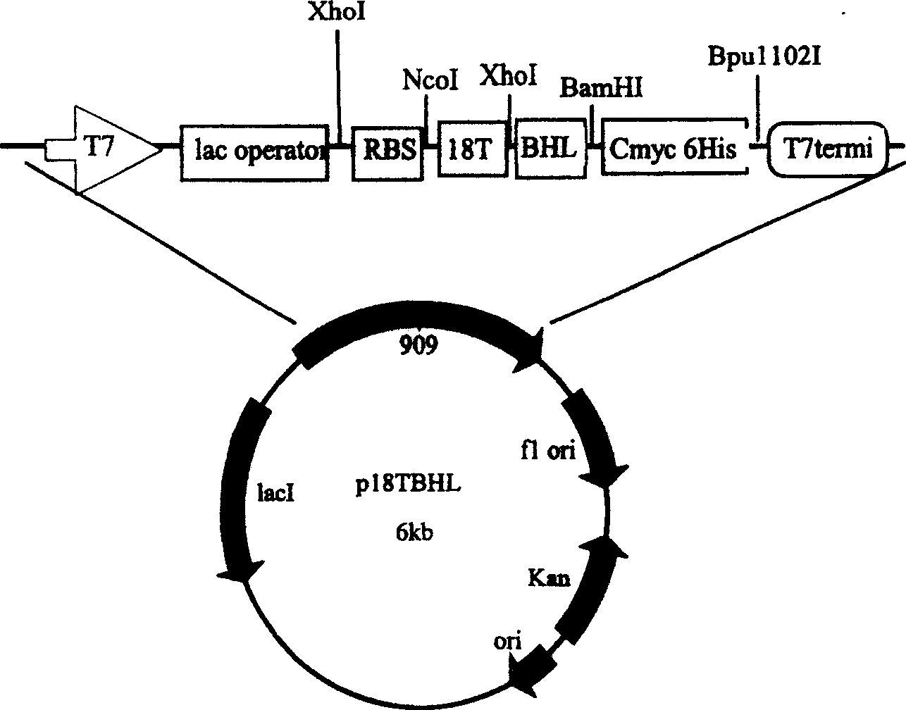 Fusion protein of chemoattracting small peptide and dual specific antibodies