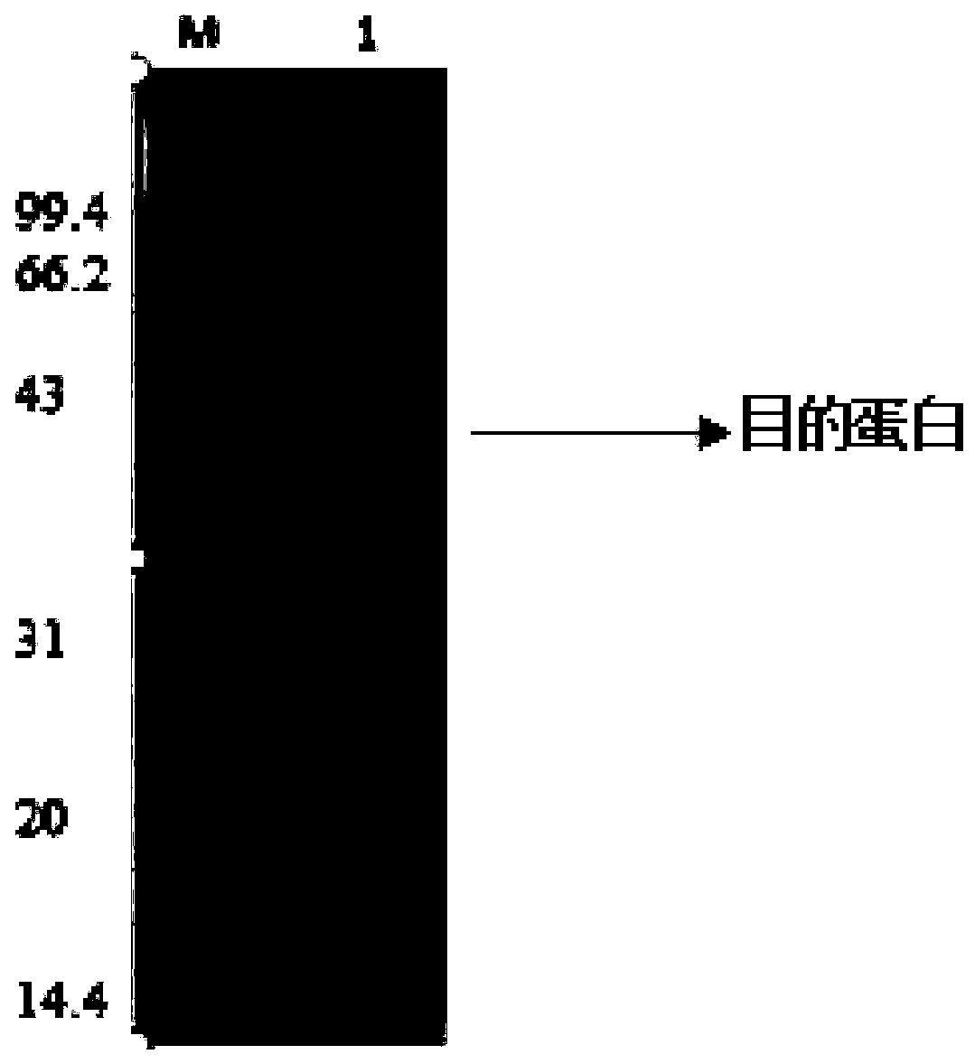 A cellobiose epimerase mutant and its application in producing lactulose