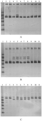 Drought-resistant related SSR sequence derived from abnormal cotton and application thereof