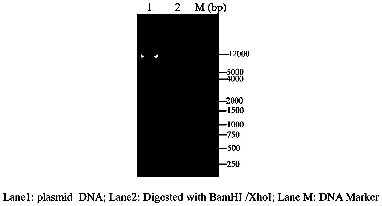 Sorghum 14-3-3 protein GF146 gene, recombinant vector thereof and expression method