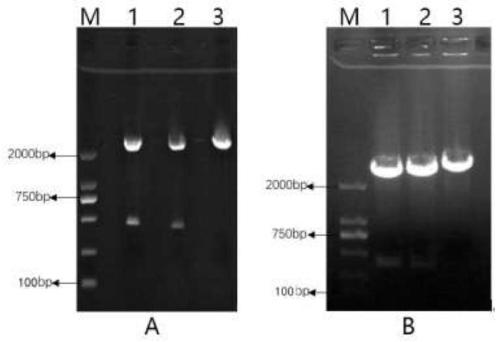 Double-stranded RNA capable of preventing and controlling mosquitoes, expression vector and applications of double-stranded RNA and expression vector