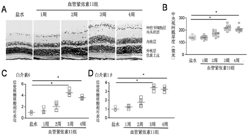 Preparation method and application of mouse hypertension fundus lesion model caused by continuous angiotensin II perfusion