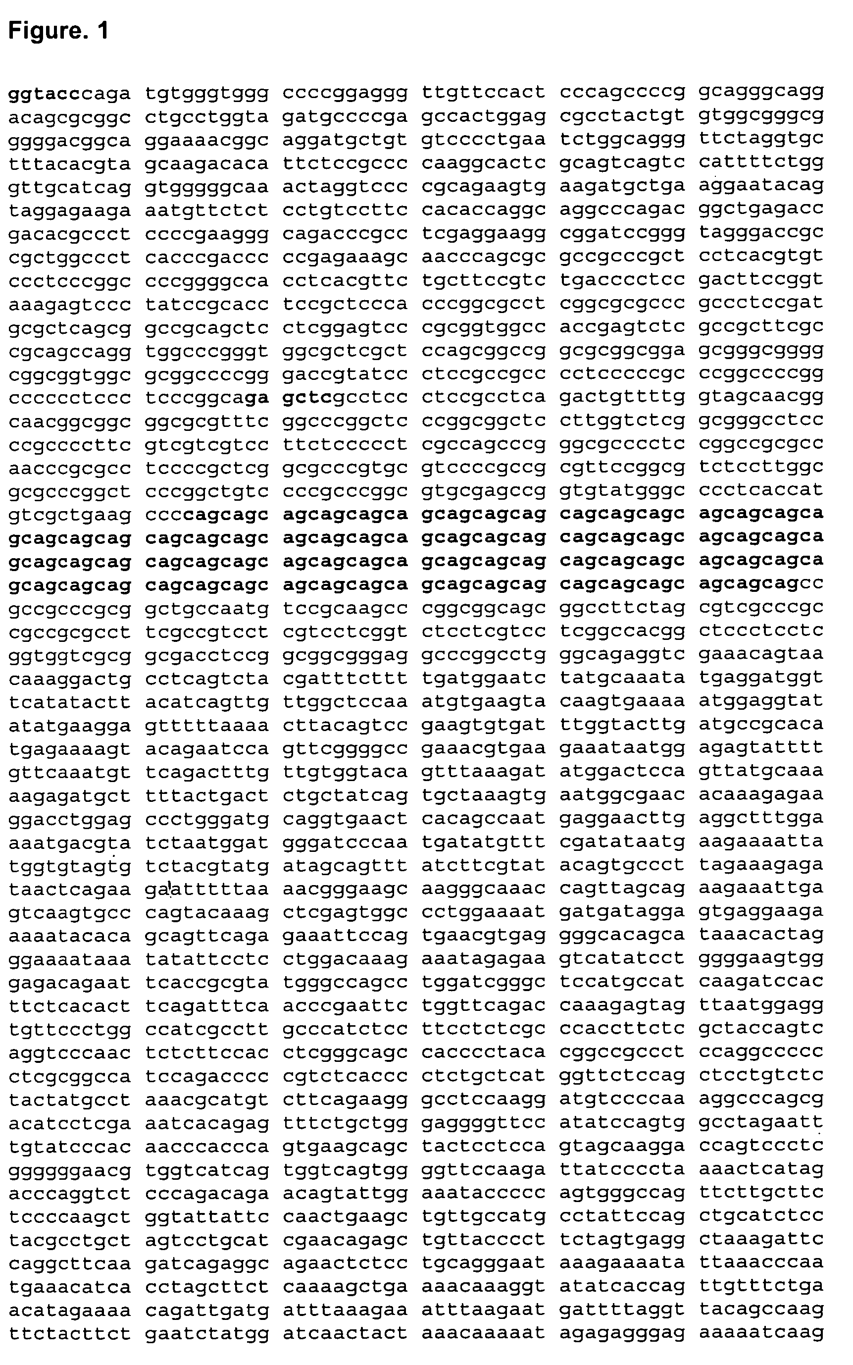 F066 transgenic mice that express pathogenic mutants of the sca2 gene