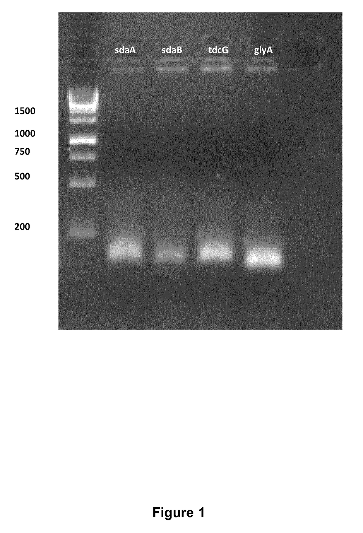 Method for the production of l-serine using genetically engineered microorganisms deficient in serine degradation pathways
