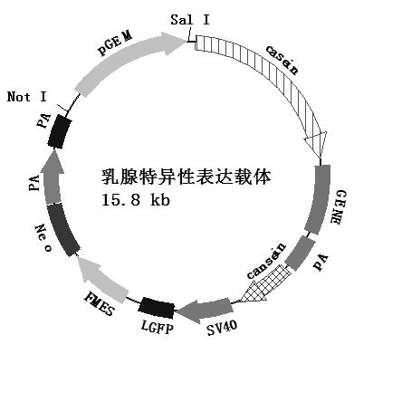 Method for preparing transgenic animal capable of carrying out specific expression of mammary gland from mammary gland epithelial cells