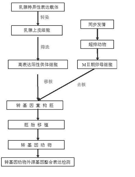 Method for preparing transgenic animal capable of carrying out specific expression of mammary gland from mammary gland epithelial cells