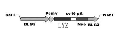 Method for preparing transgenic animal capable of carrying out specific expression of mammary gland from mammary gland epithelial cells