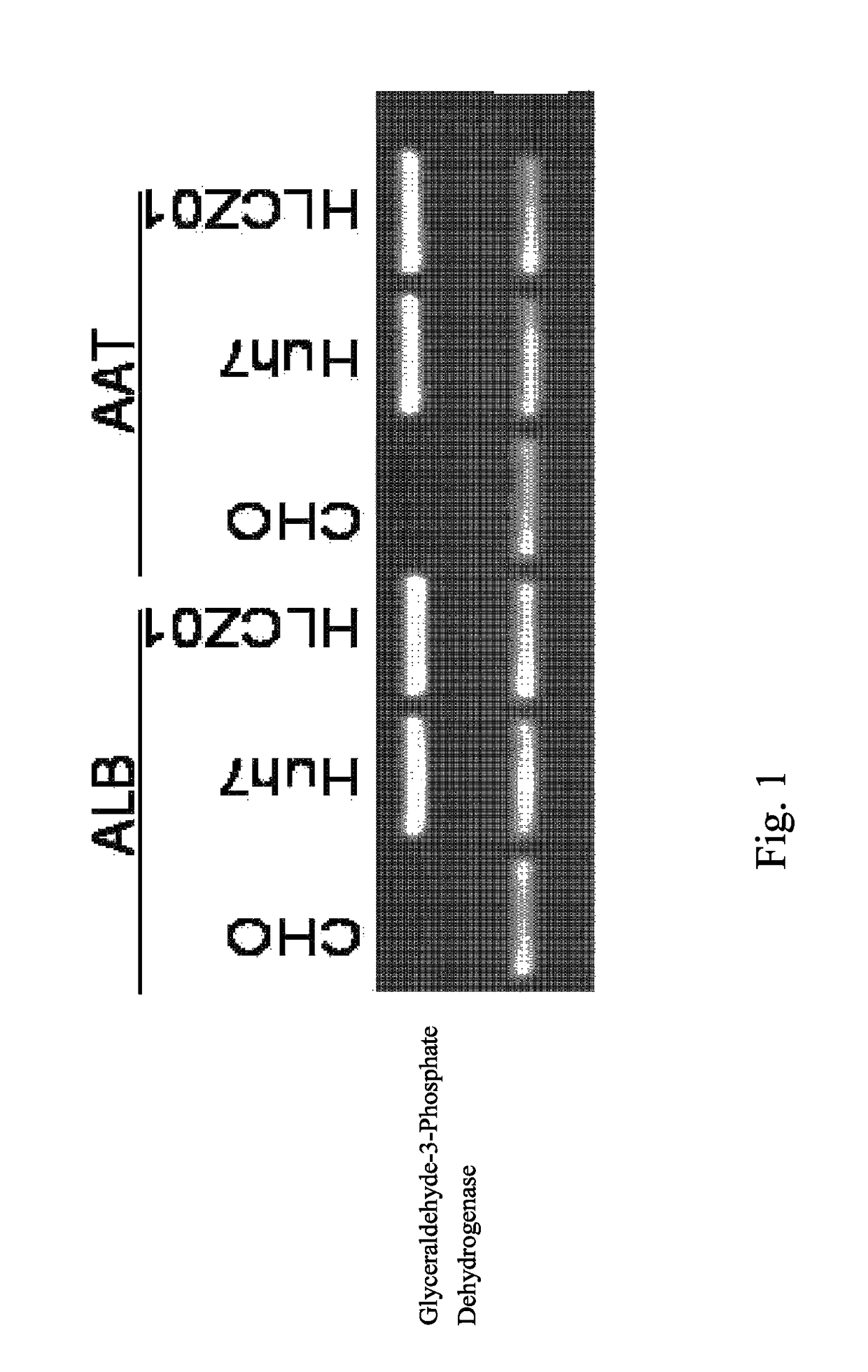 Human hepatoma cell line HLCZ01 and uses thereof