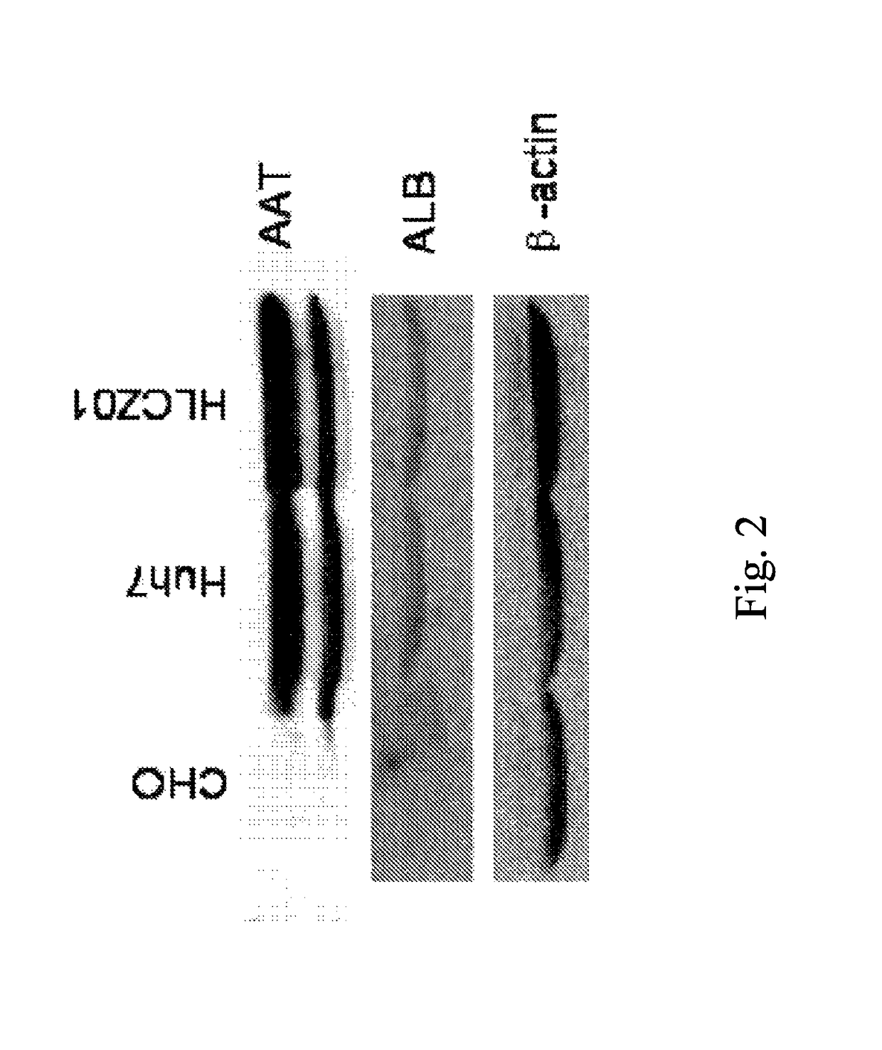 Human hepatoma cell line HLCZ01 and uses thereof