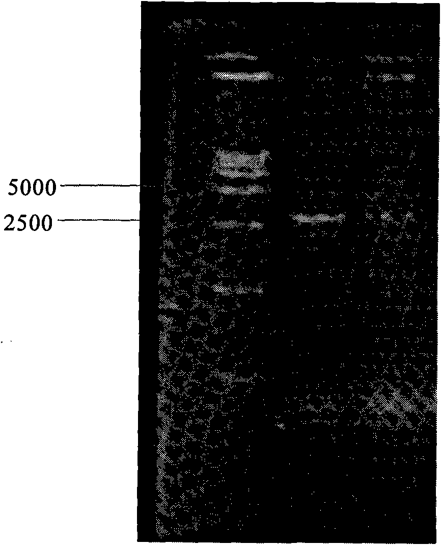 Rice planthopper and borer-resistant gene OsRG2 and coding product and application thereof