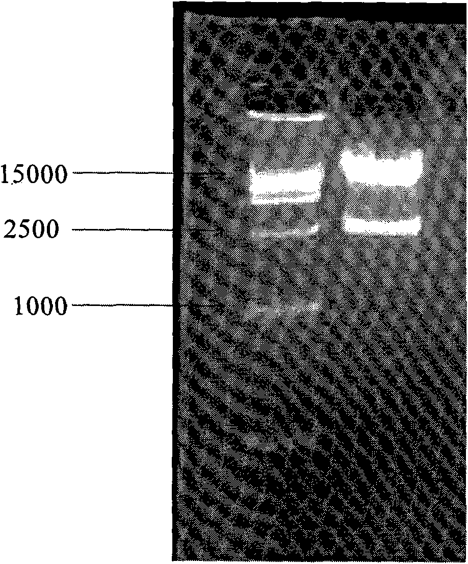 Rice planthopper and borer-resistant gene OsRG2 and coding product and application thereof