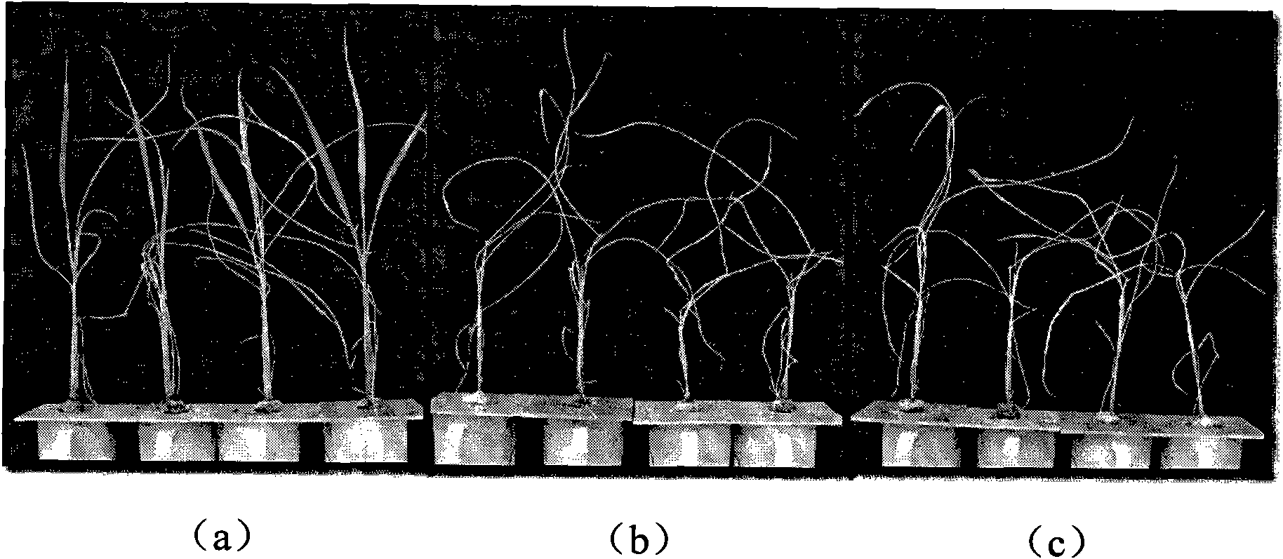 Rice planthopper and borer-resistant gene OsRG2 and coding product and application thereof