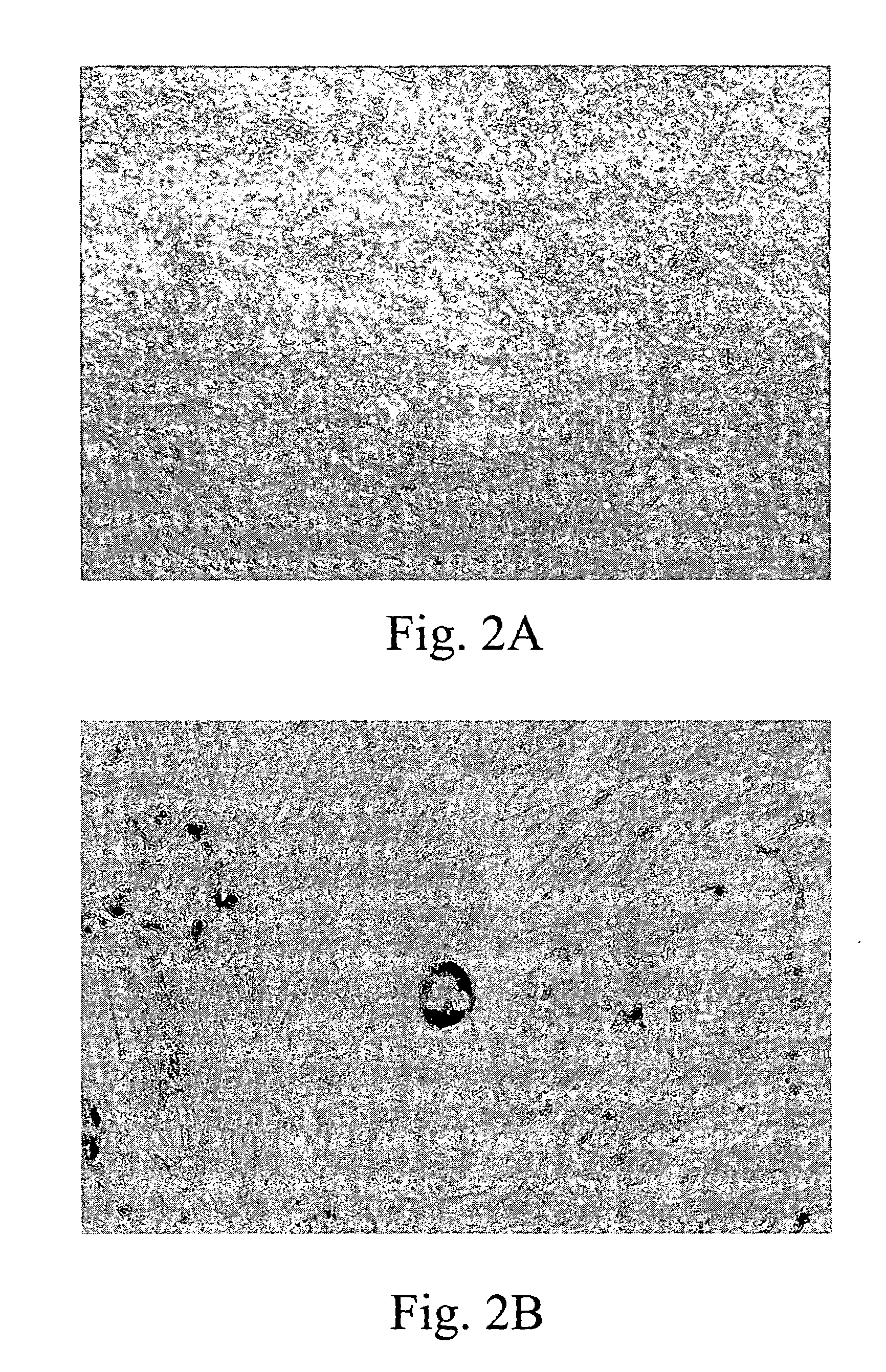 Placental stem cell and methods thereof