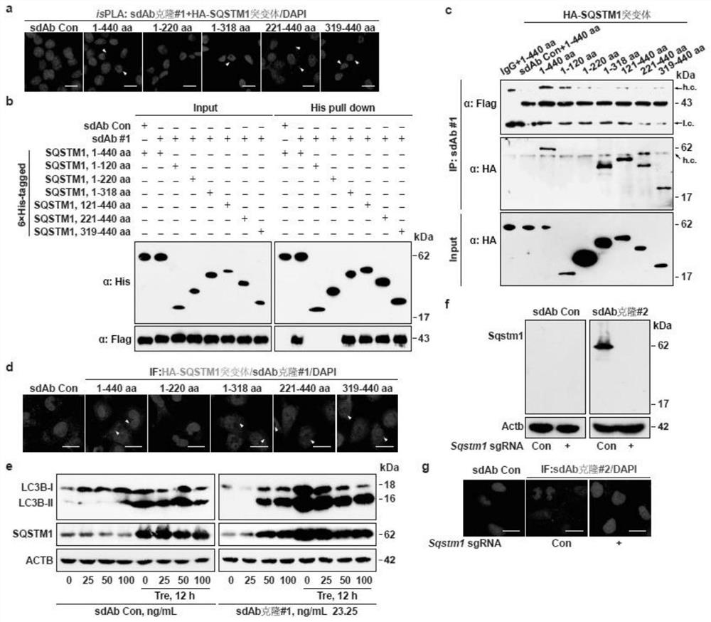 A method for high-throughput screening of single-domain antibodies using ispla and its application