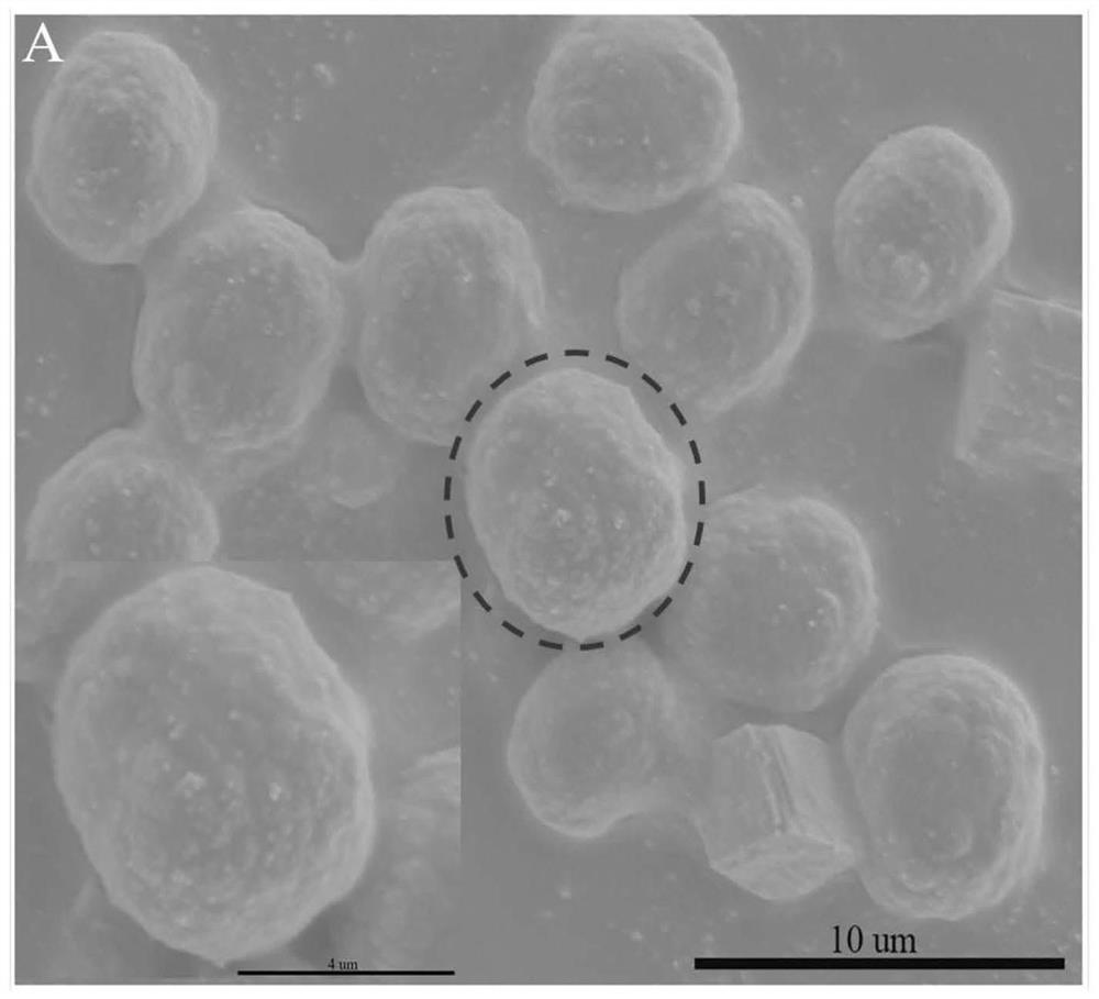 Tissue factor-loaded calcium carbonate particle self-propelled hemostatic dressing