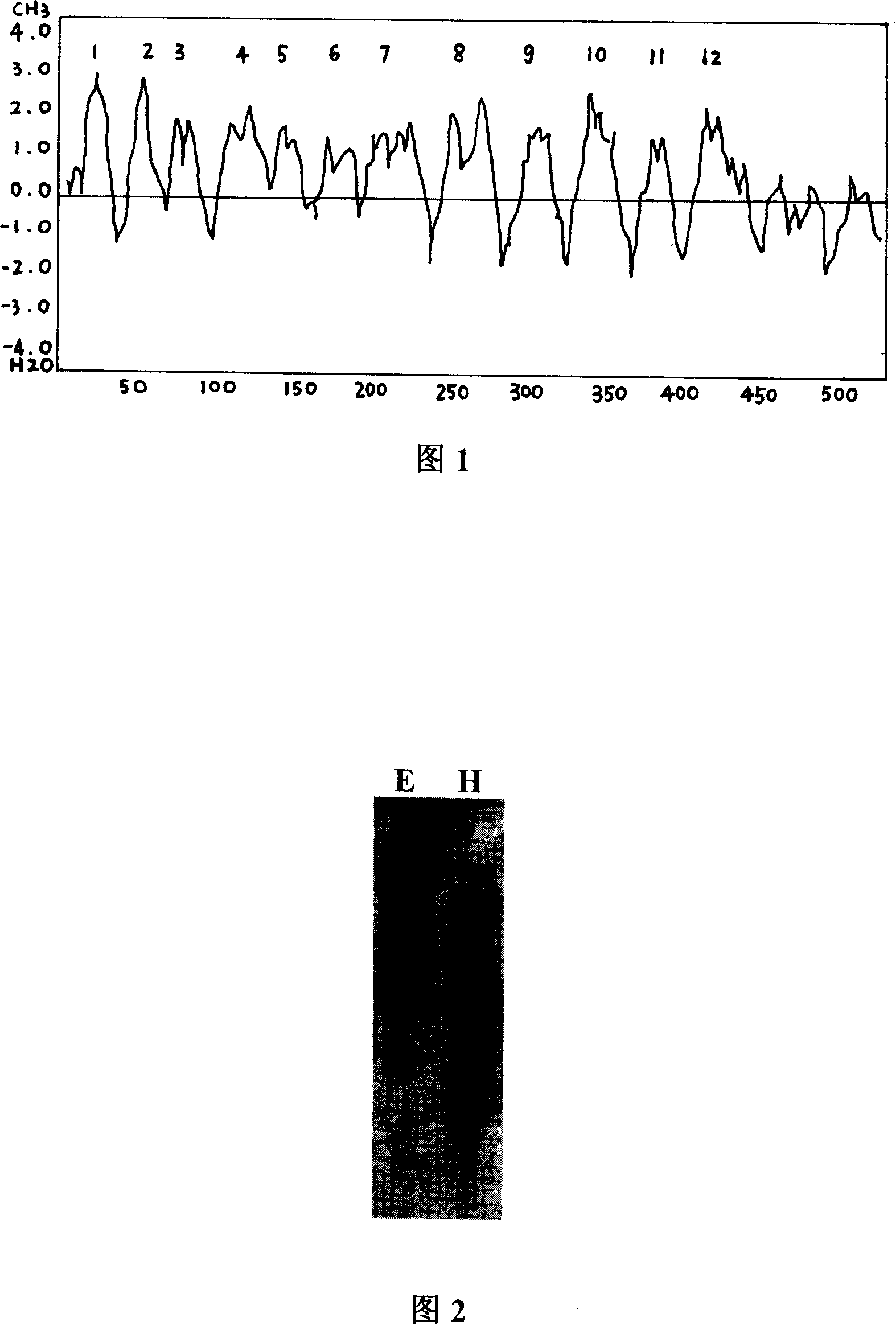 Spartina anglica sodium hydrogen pump protein gene SaNHX and application thereof