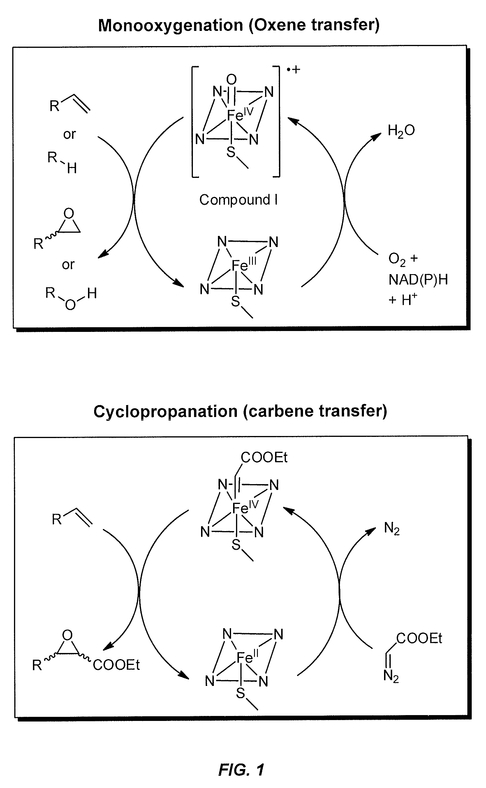 In vivo and in vitro olefin cyclopropanation catalyzed by heme enzymes