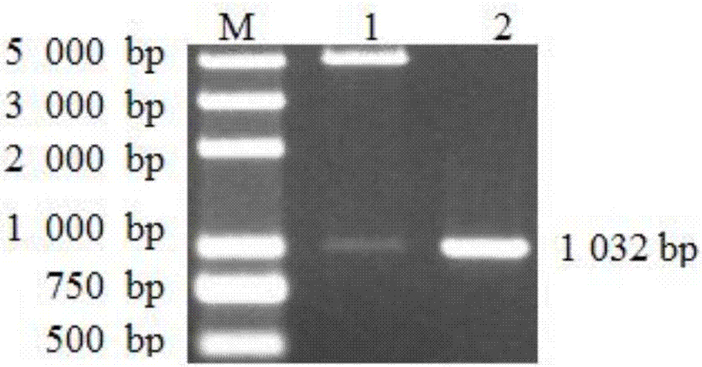 Indirect ELISA (Enzyme-linked Immuno Sorbent Assay) kit for detecting type A haemophilus paragallinarum antibody as well as detection method and application thereof