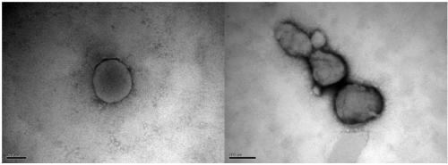 Nano-liposome containing cell penetrating peptide and preparation method and application thereof