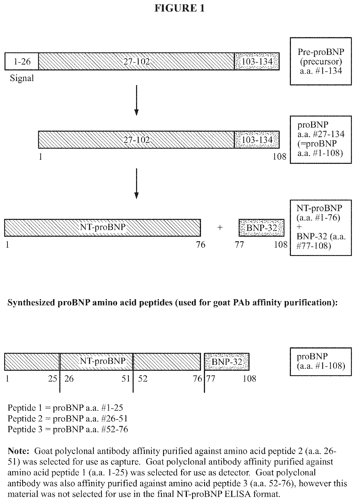 Polyclonal-monoclonal elisa assay for detecting n-terminus pro-bnp