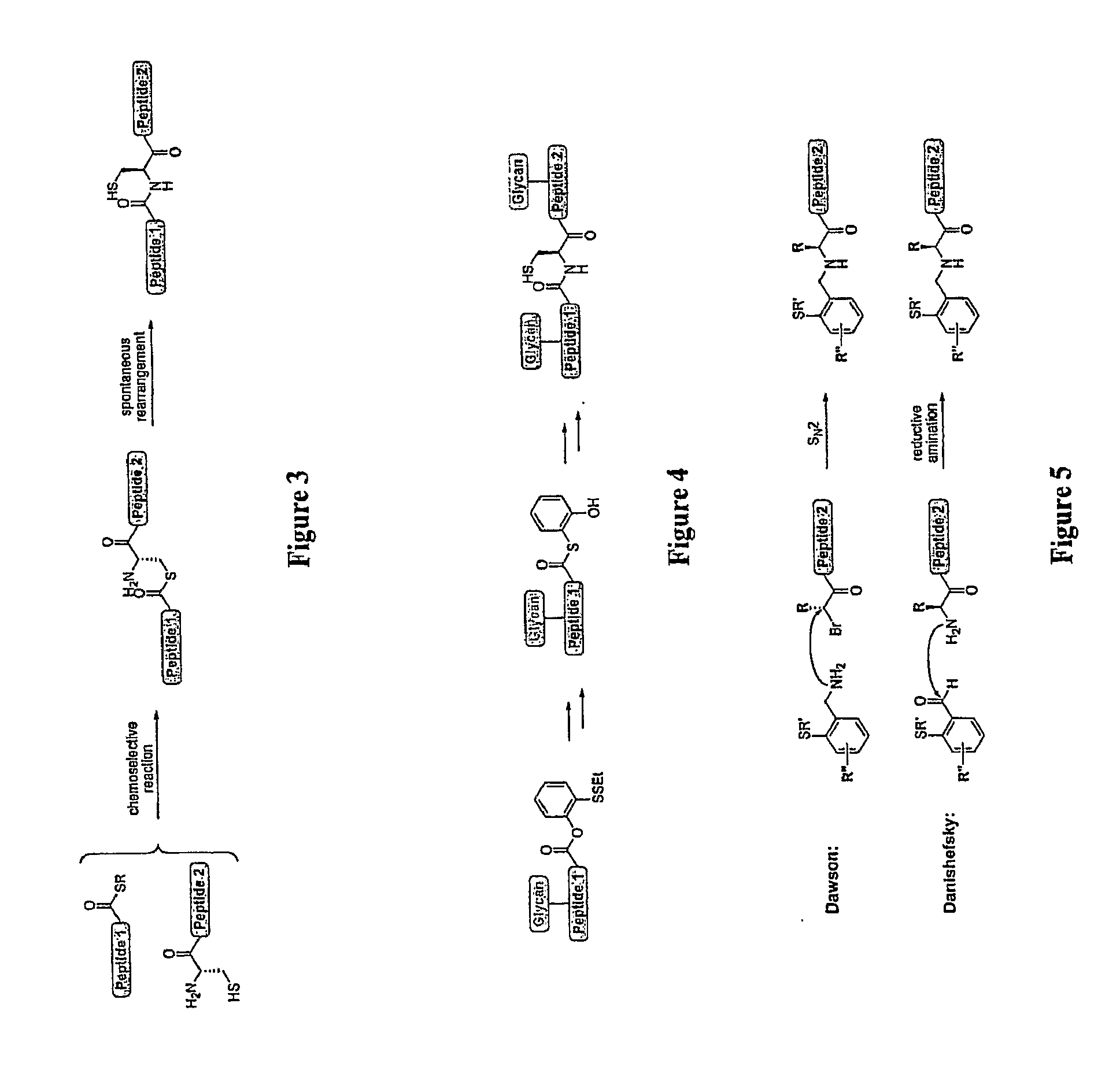 Homogeneous Erythropoietin and Other Peptides and Proteins, Methods and Intermediates for Their Preparation