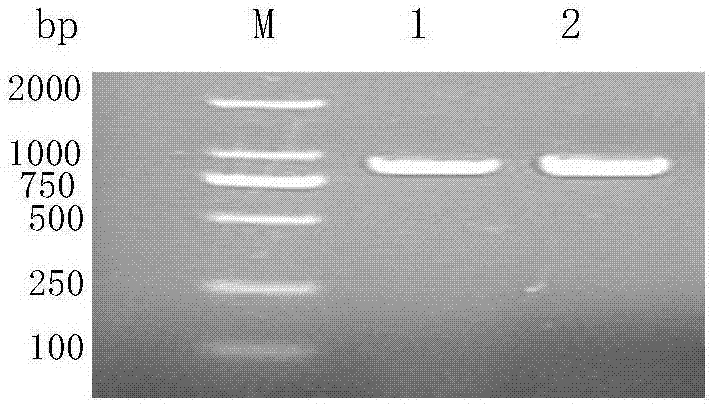 Method for identifying Escherichia coli serotype and detecting Escherichia coli virulence factor of piglets