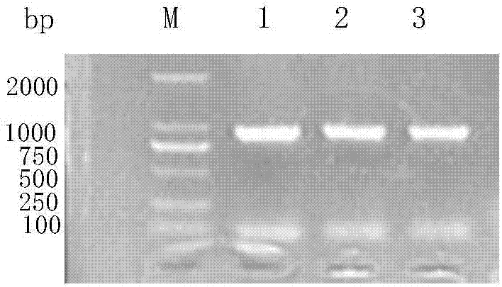 Method for identifying Escherichia coli serotype and detecting Escherichia coli virulence factor of piglets