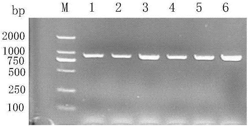 Method for identifying Escherichia coli serotype and detecting Escherichia coli virulence factor of piglets