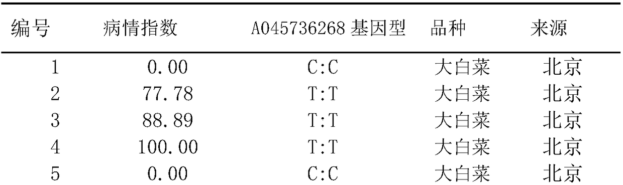 SNP molecular marker A045736268C/T for identification of Chinese cabbage turnip mosaic virus resistance and application thereof