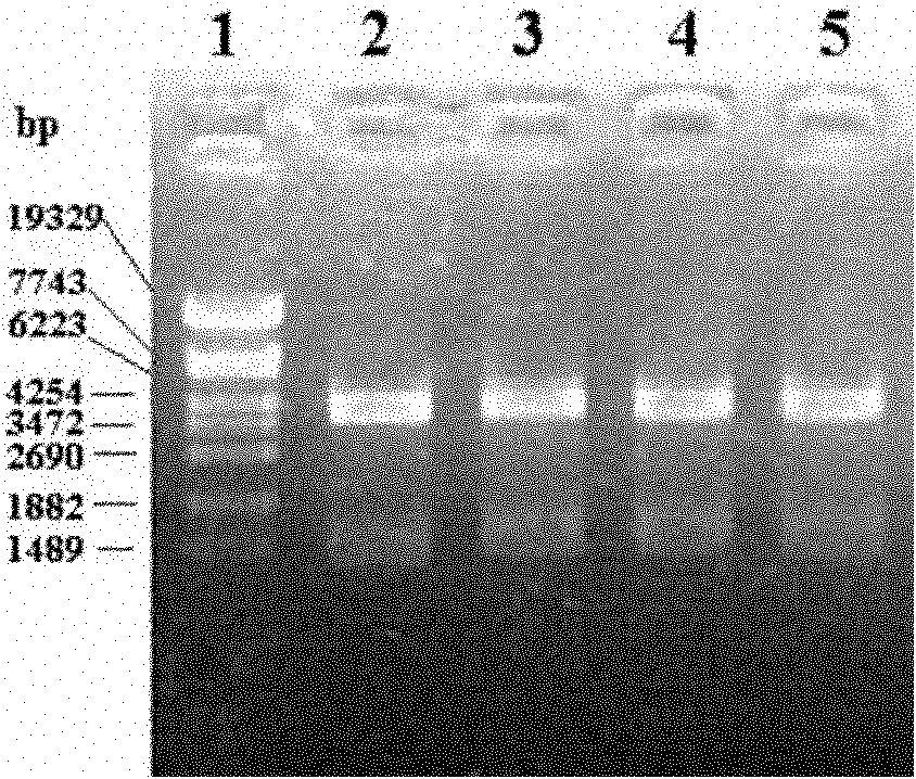 Chicken antimicrobial peptides Cathelicidins and preparation method and applications thereof
