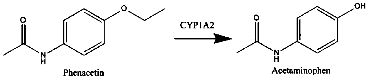 Method for detecting in-vivo CYP1A2 and CYP3A4 enzyme activity in earthworm through high-performance liquid chromatography-tandem mass spectrometry