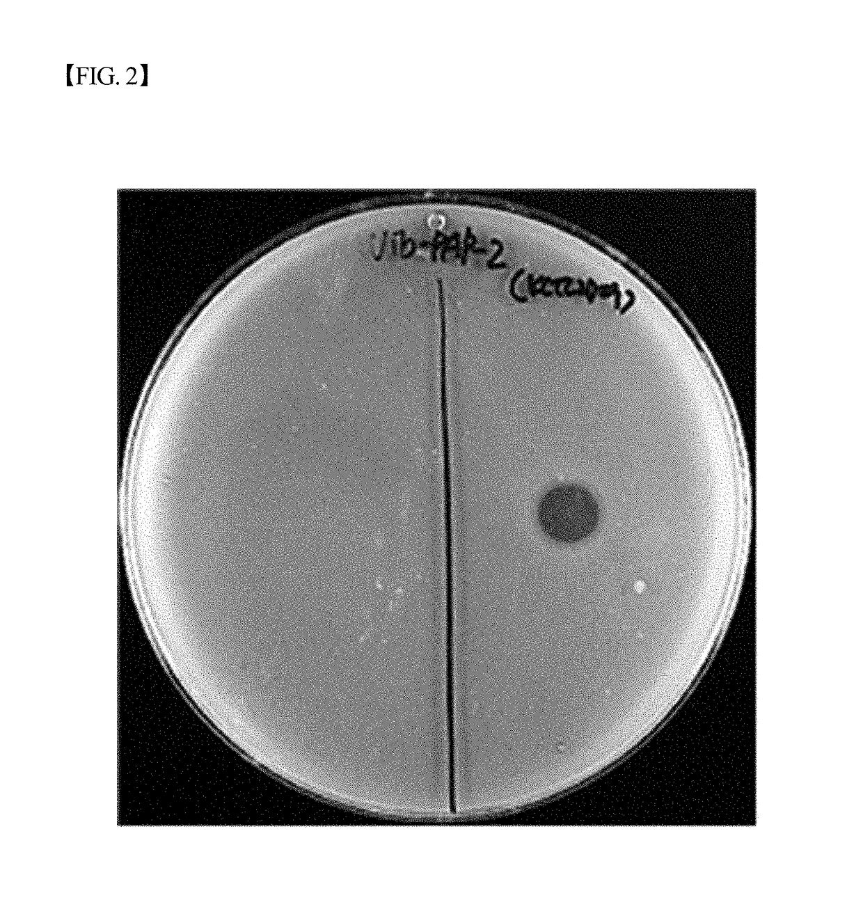 Novel vibrio parahaemolyticus bacteriophage vib-pap-2 and use thereof for inhibiting proliferation of vibrio parahaemolyticus