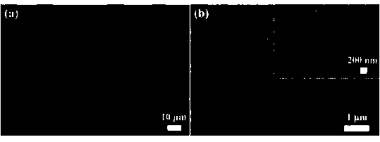 Preparation for titanium dioxide-AP stainless steel net and application thereof in water body remediation