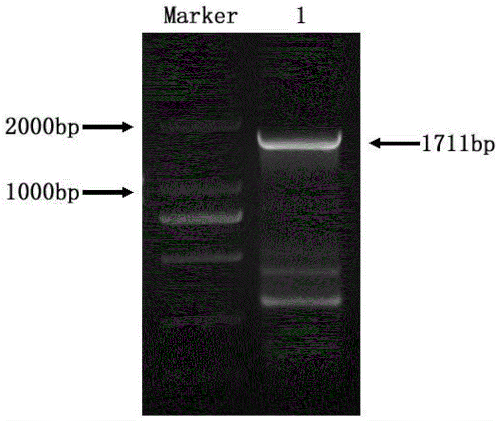 Promoter of cotton heat shock transcription factor GhHsf 39 genes and application of promoter