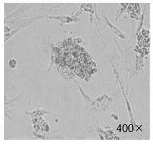 Method of establishing novel induction system to reprogram CEFs (chicken embryo fibroblasts) into PGCs (primordial germ cells)