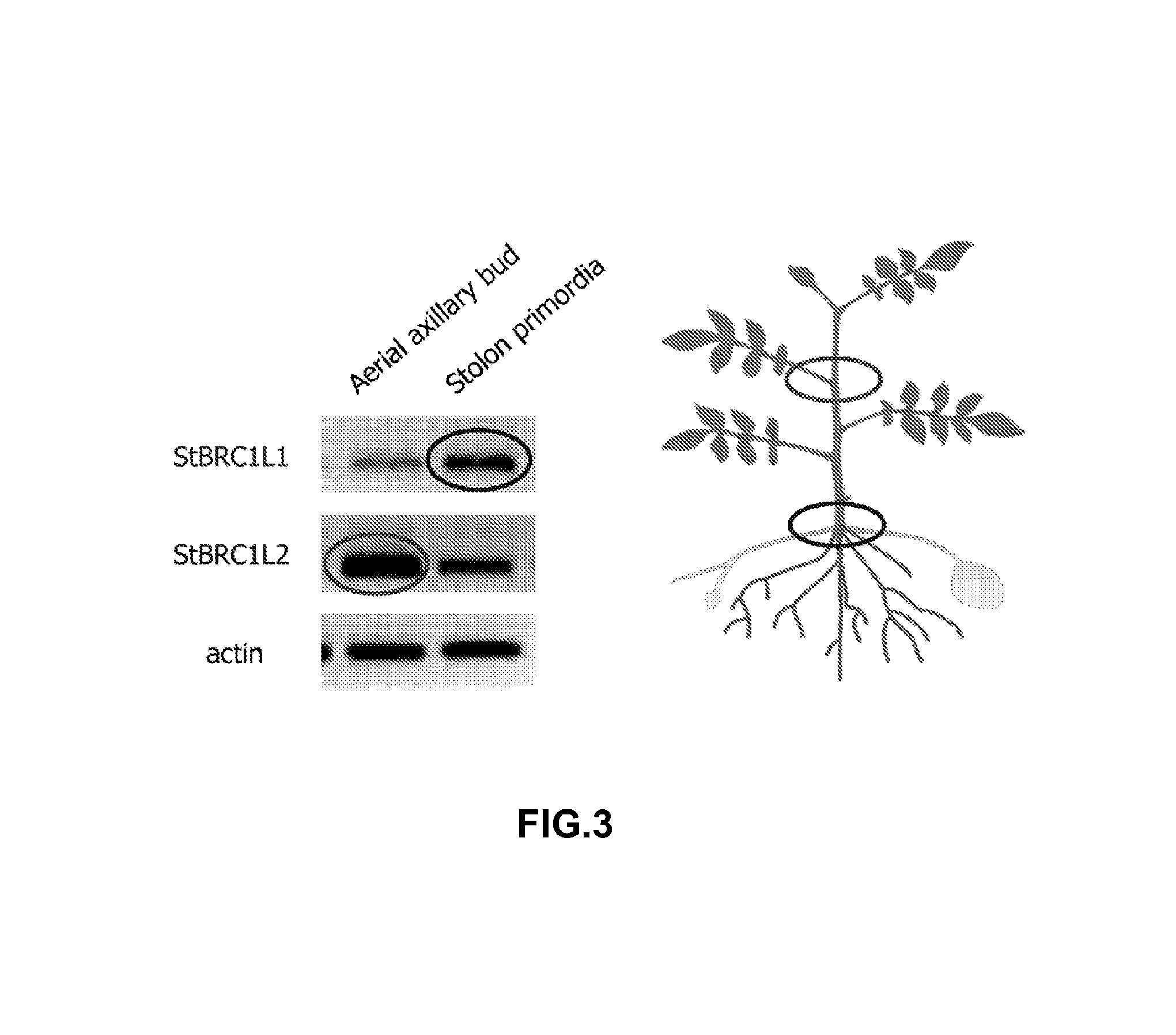 Genes regulating plant branching, promotors, genetic constructs containing same and uses thereof