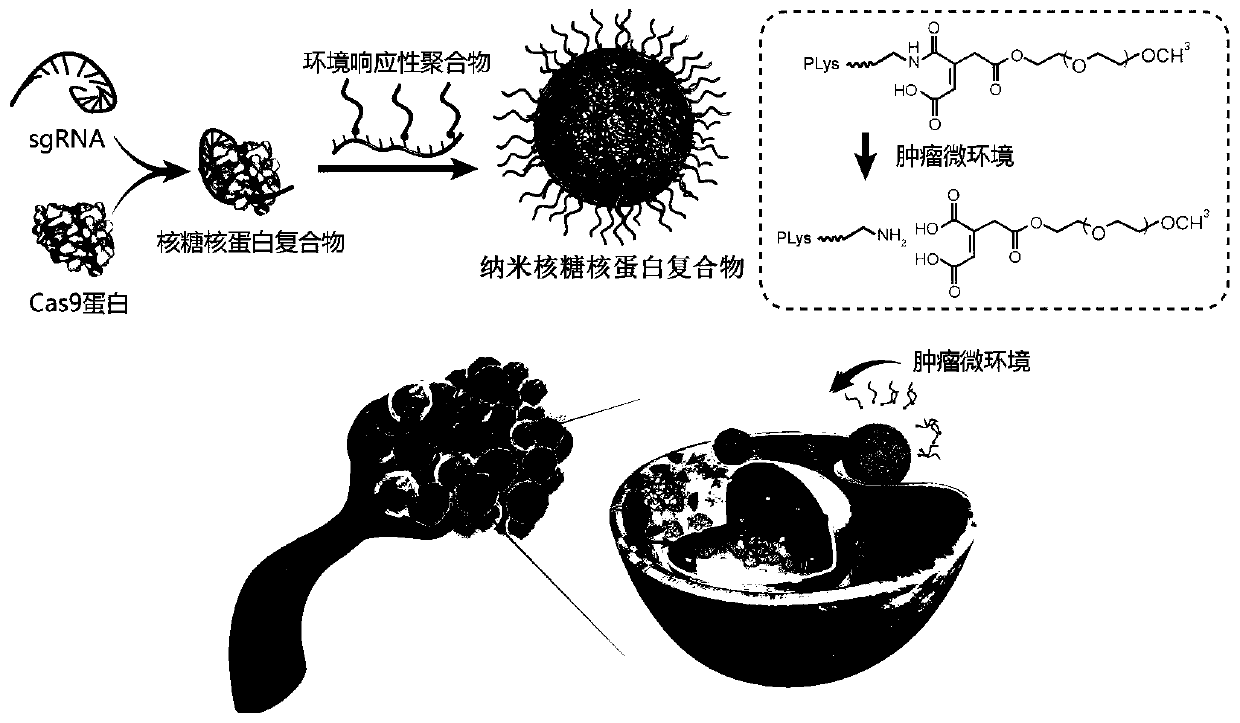 Preparation method and application of nanoparticle of ribonucleoprotein compound capable of achieving tumor targeted delivery