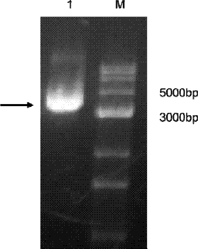 Gold ion adsorption protein and method for enriching and recovering gold ion