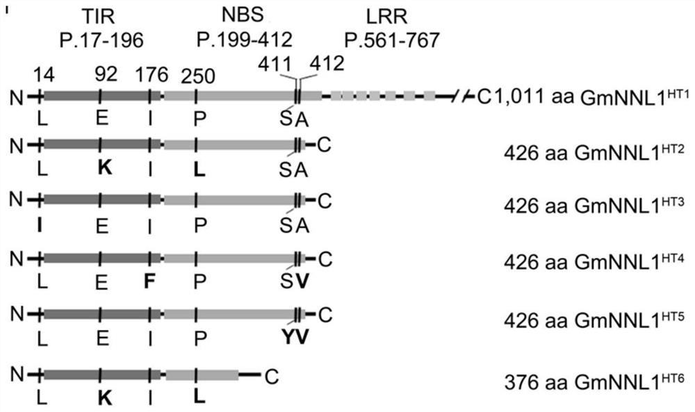 An r gene that controls soybean-rhizobia compatibility and its protein and application