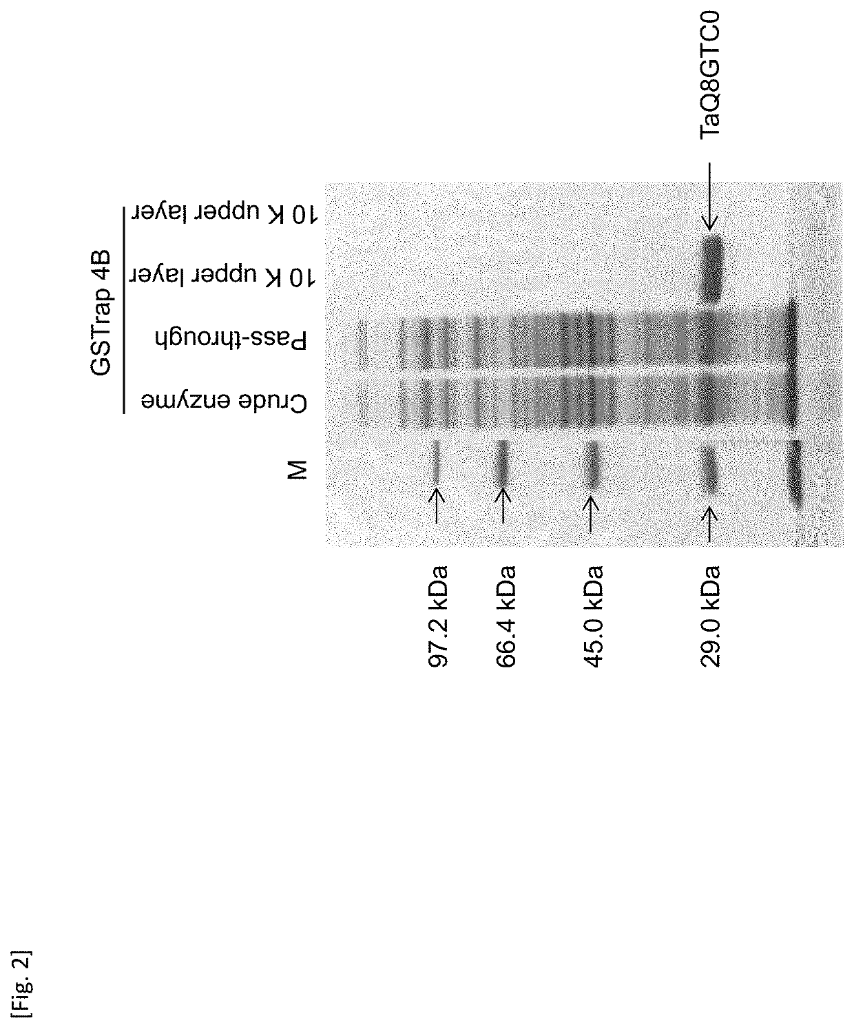 Transgenic plant having herbicide resistance