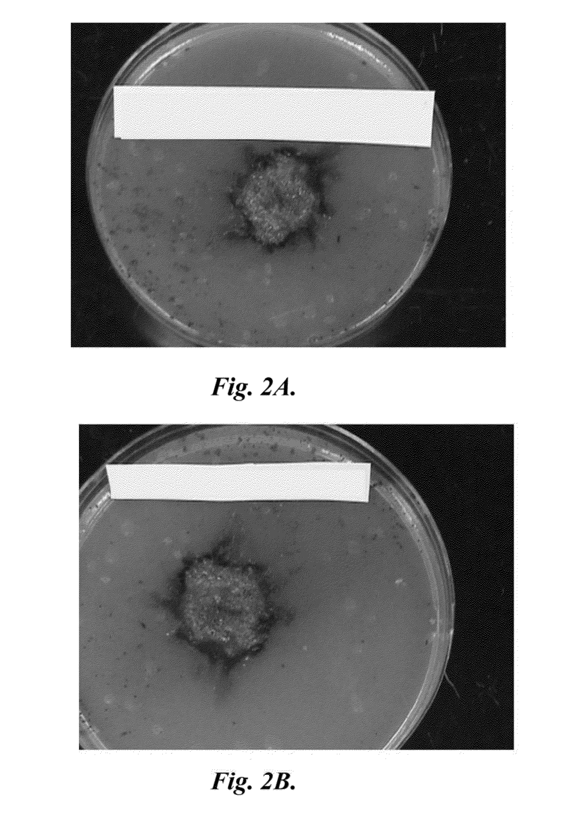 Antibacterial metallic nanofoam and related methods