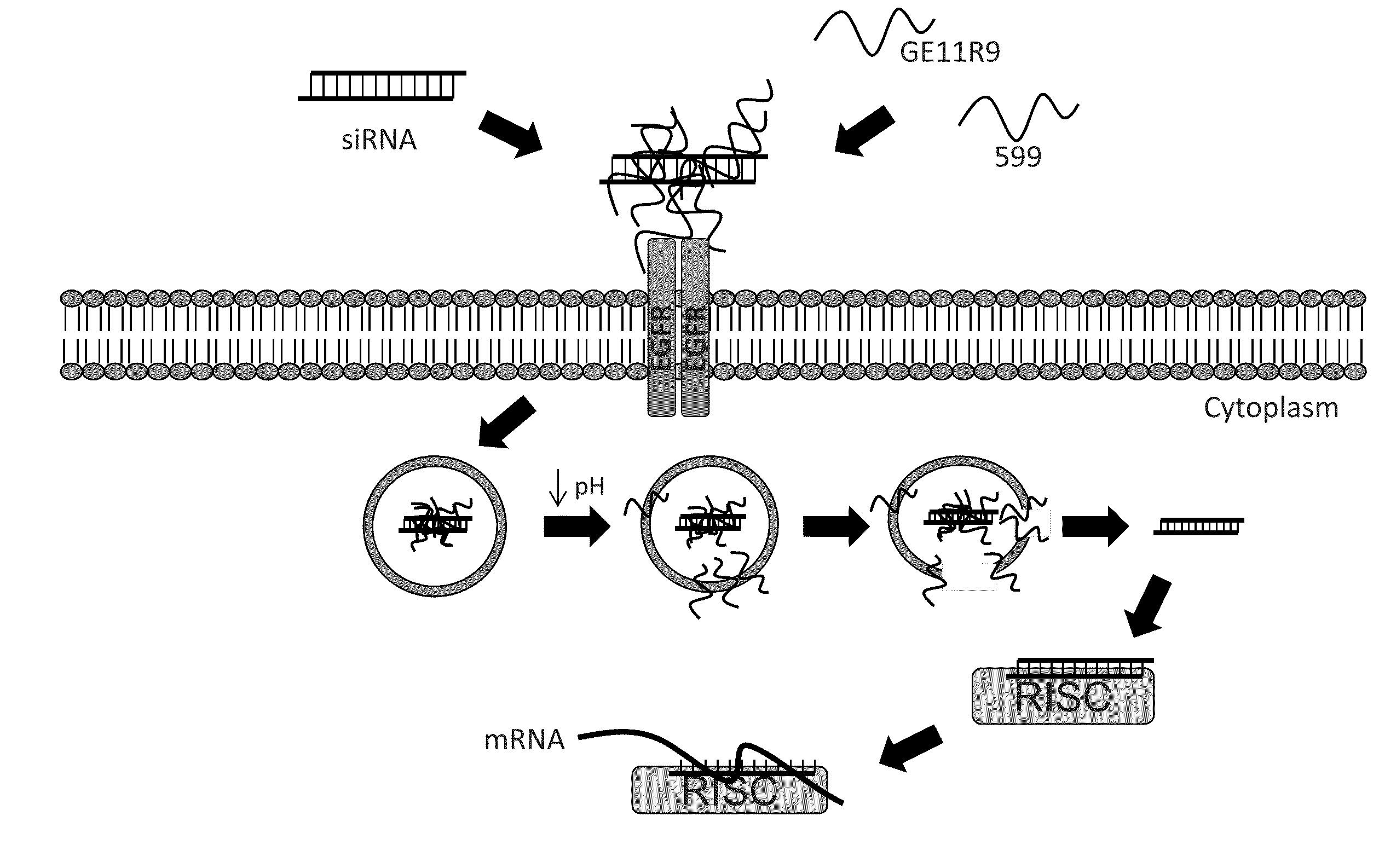 Dual Peptide-Mediated Targeted Delivery System