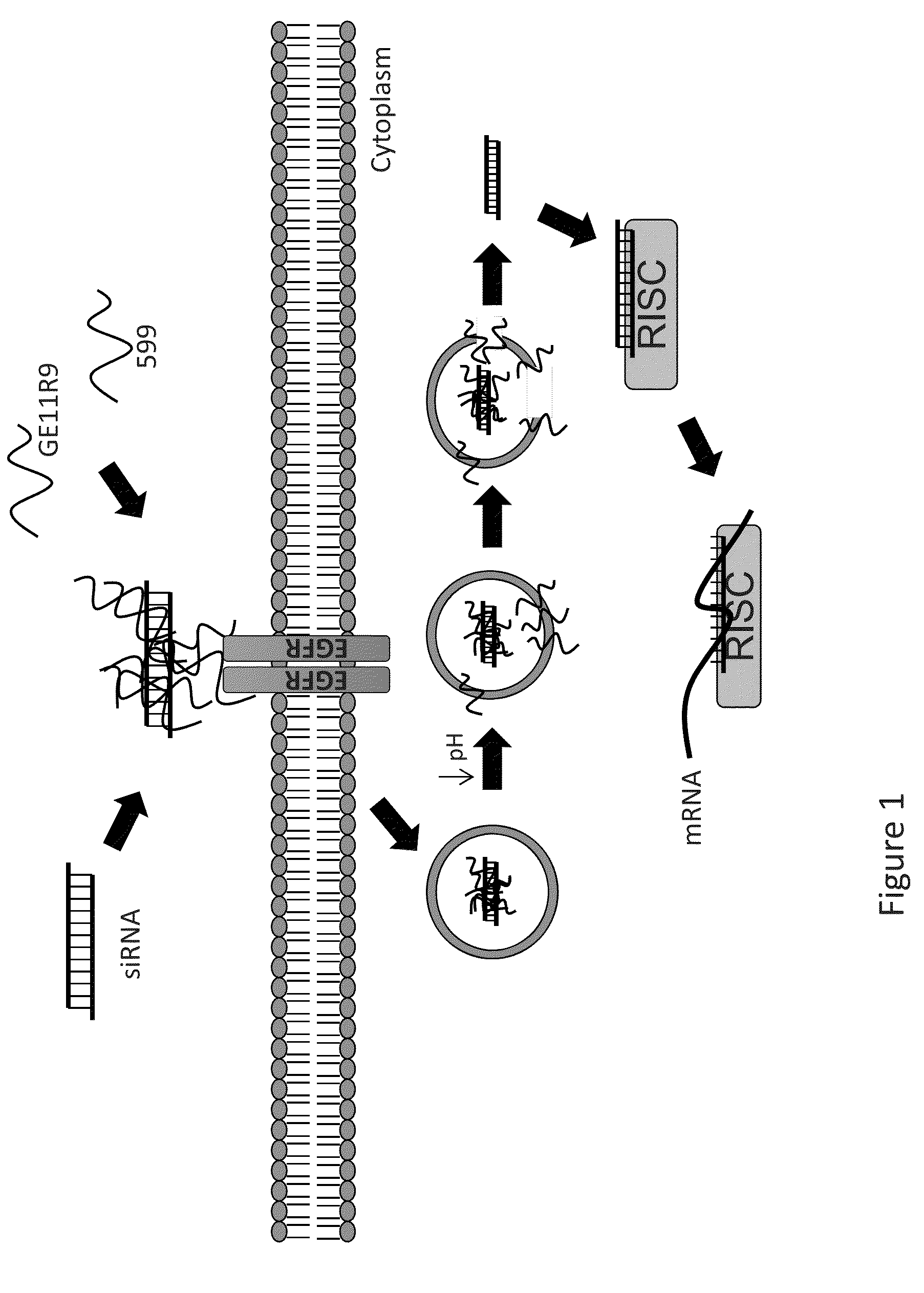 Dual Peptide-Mediated Targeted Delivery System