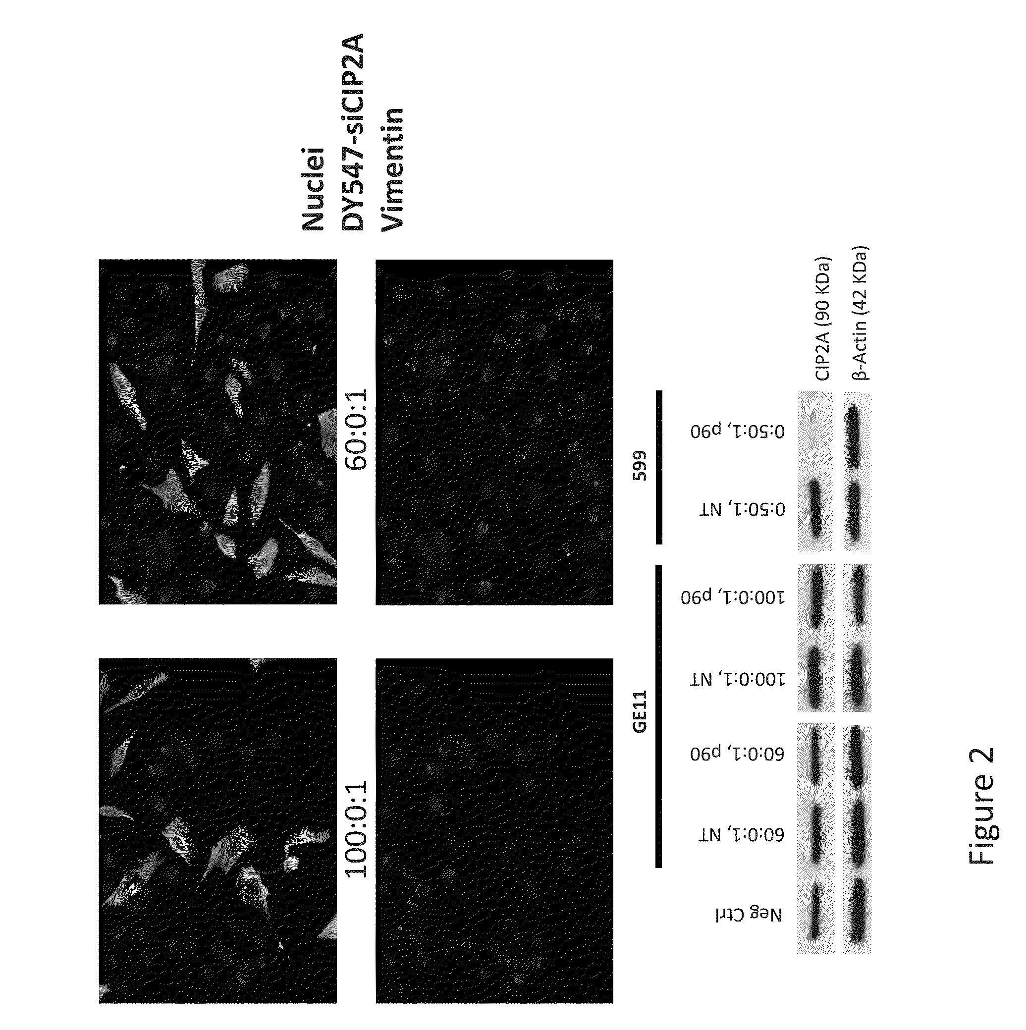 Dual Peptide-Mediated Targeted Delivery System