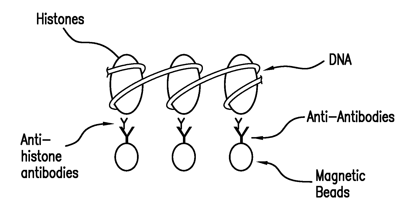 Method of Separating Target DNA from Mixed DNA